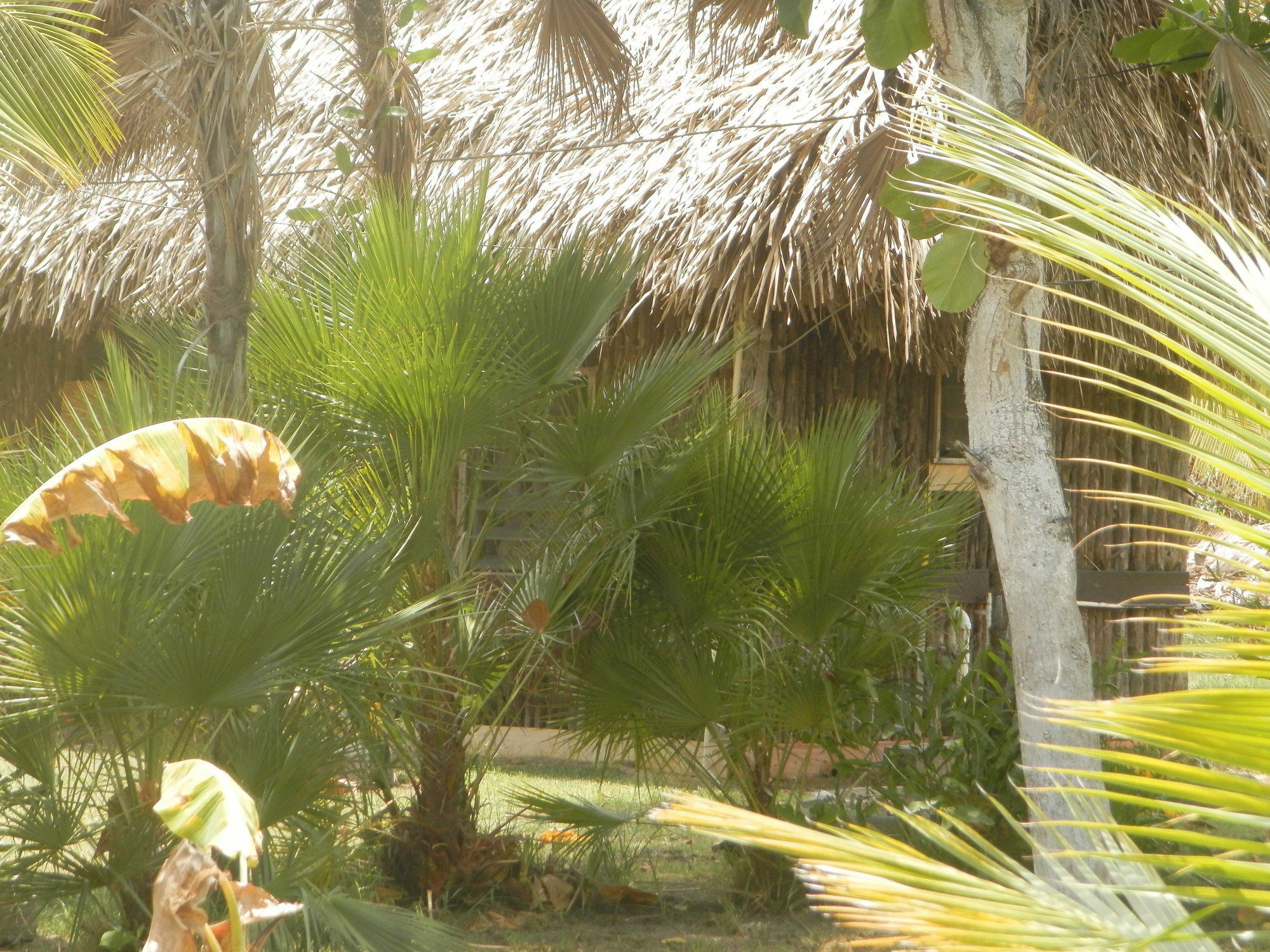 הופקינס Palmento Grove Cultural And Fishing Lodge מראה חיצוני תמונה